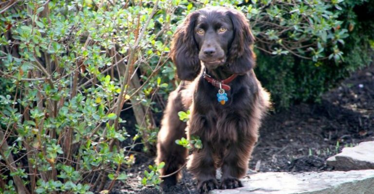 13 water loving dog breeds that feel completely at home in lakes and oceans dog news