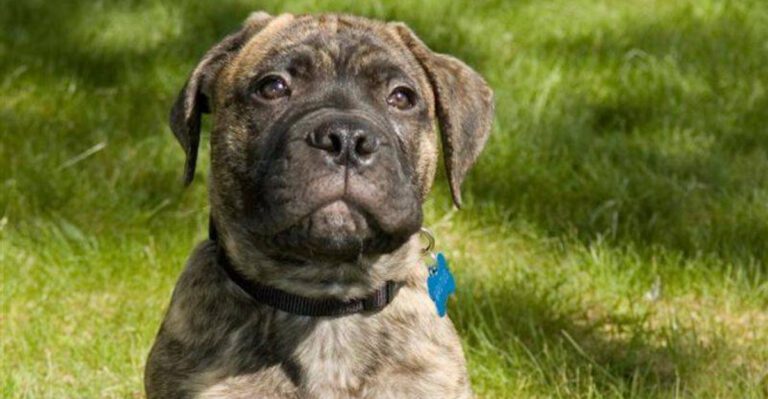 14 cute puppies that grow into dogs strong enough to shock owners dog news