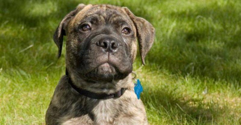 14 cute puppies that grow into dogs strong enough to shock owners