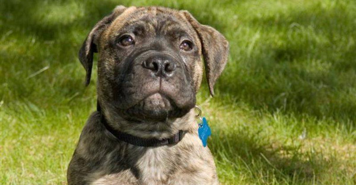 14 cute puppies that grow into dogs strong enough to shock owners