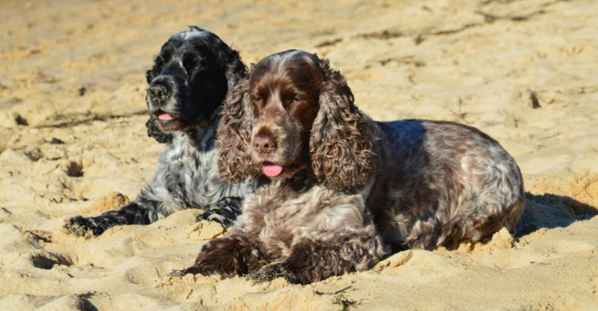 14 deeply social dog breeds that become unhappy without human closeness