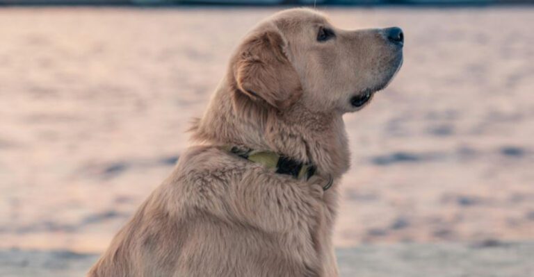 14 dogs that choose their person fast and never emotionally let go dog news