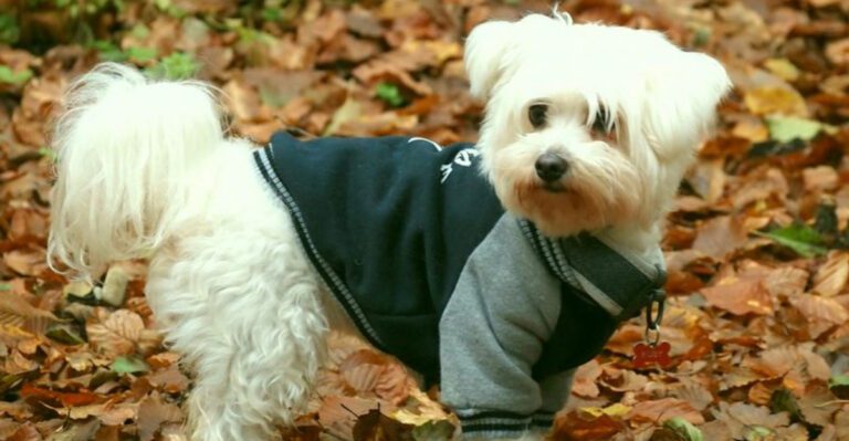 14 dogs that prove you dont need much to give everything dog news