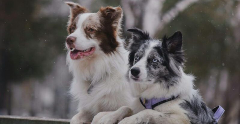 14 emotionally fragile dogs that need peace not constant noise