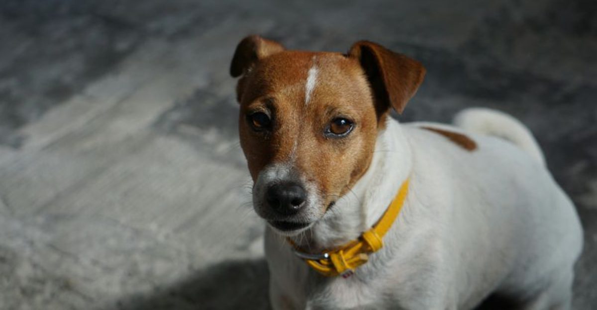 14 fearless little dogs that can become surprisingly aggressive