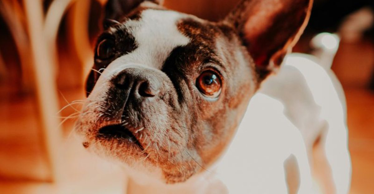 14 irresistibly loving dog breeds that win over everyone instantly