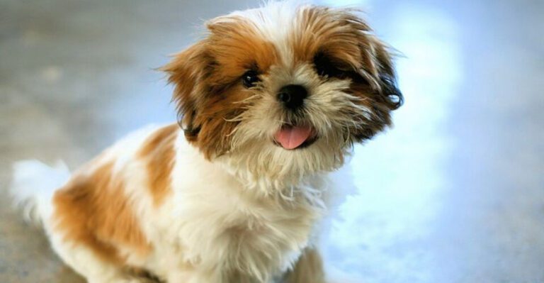 14 loving dog breeds owners turn to for companionship and support dog news