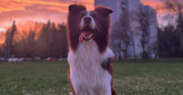 14 misconceptions about border collies and the real truth dog news