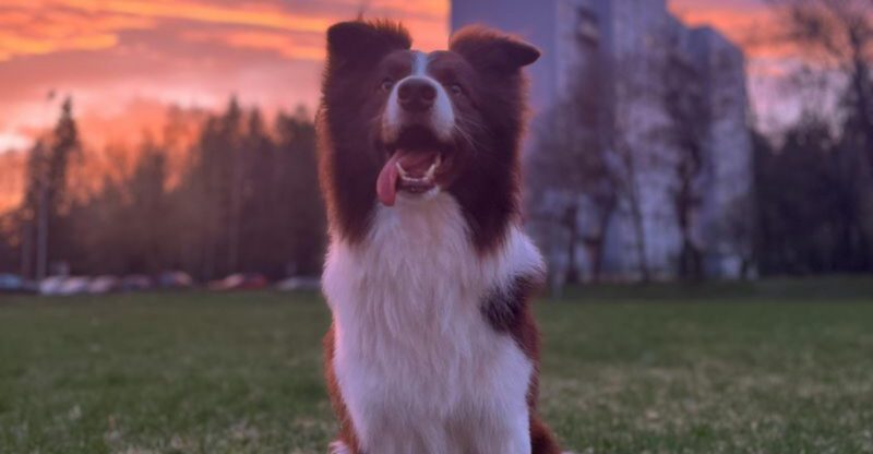 14 misconceptions about border collies and the real truth