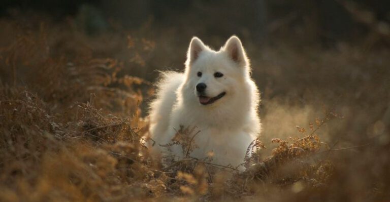 14 mood boosting dogs that make bad days easier to survive dog news
