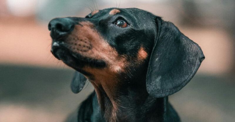 14 popular dog breeds that prove beauty alone is never enough plus 2 breeds that prove character matters more than appearance
