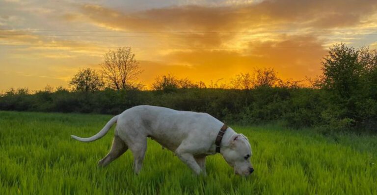 14 powerful dog breeds owners trust off leash at their own risk dog news