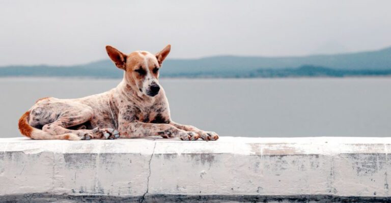 14 rare dogs quietly disappearing while nobody notices dog news