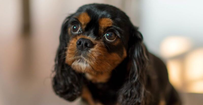 14 social dog breeds that hate being alone and love having a dog sibling