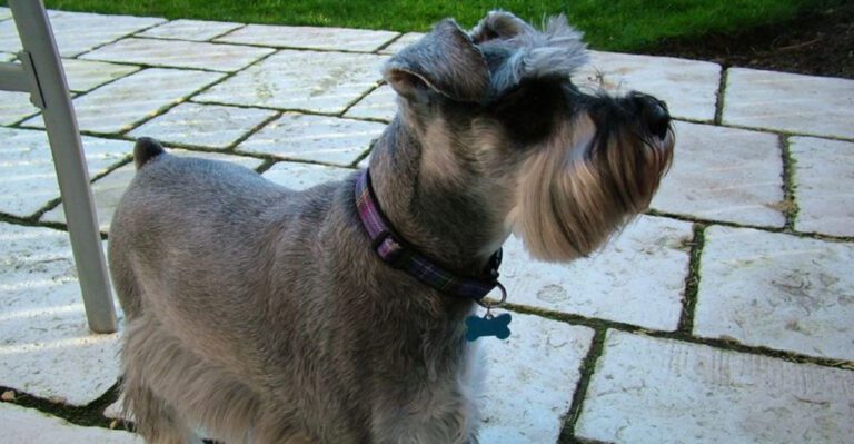 14 surprisingly healthy dog breeds that seem built to avoid major problems dog news
