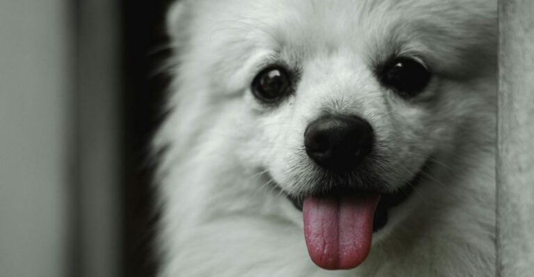 14 tiny dog breeds with huge personalities and zero fear dog news