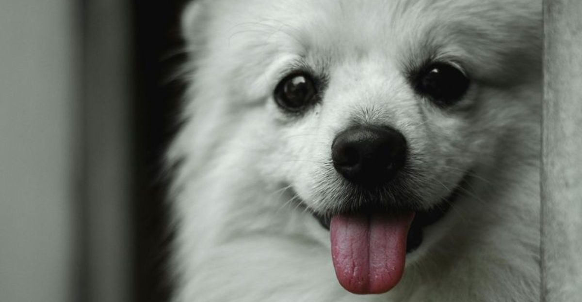 14 tiny dog breeds with huge personalities and zero fear