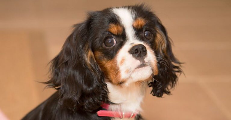 14 ultra social dog breeds that act like everyone is their best friend dog news