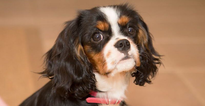 14 ultra social dog breeds that act like everyone is their best friend