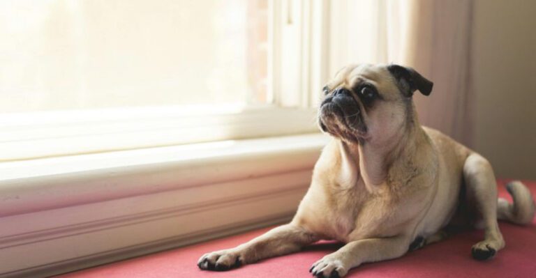 15 companion dog breeds perfect for indoor households and apartments dog news