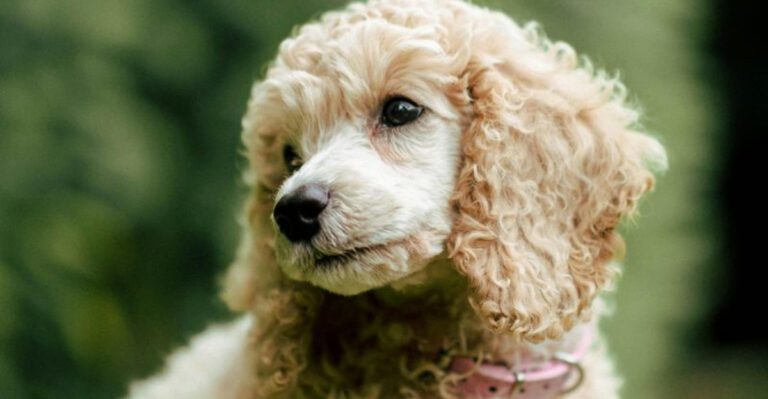 15 deeply loyal dog breeds that take separation harder than most people realize dog news