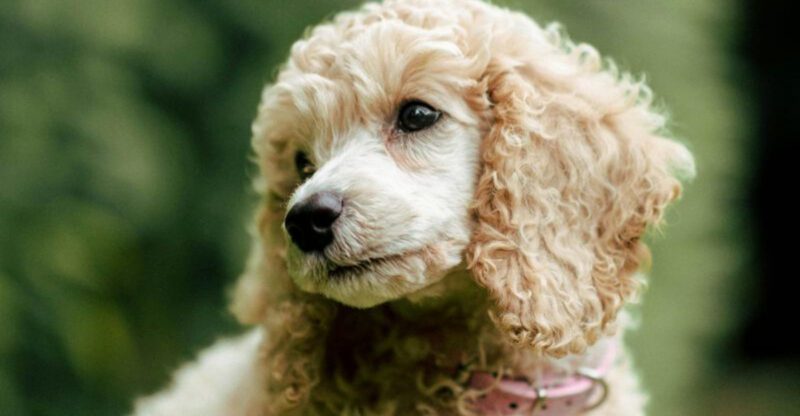 15 deeply loyal dog breeds that take separation harder than most people realize