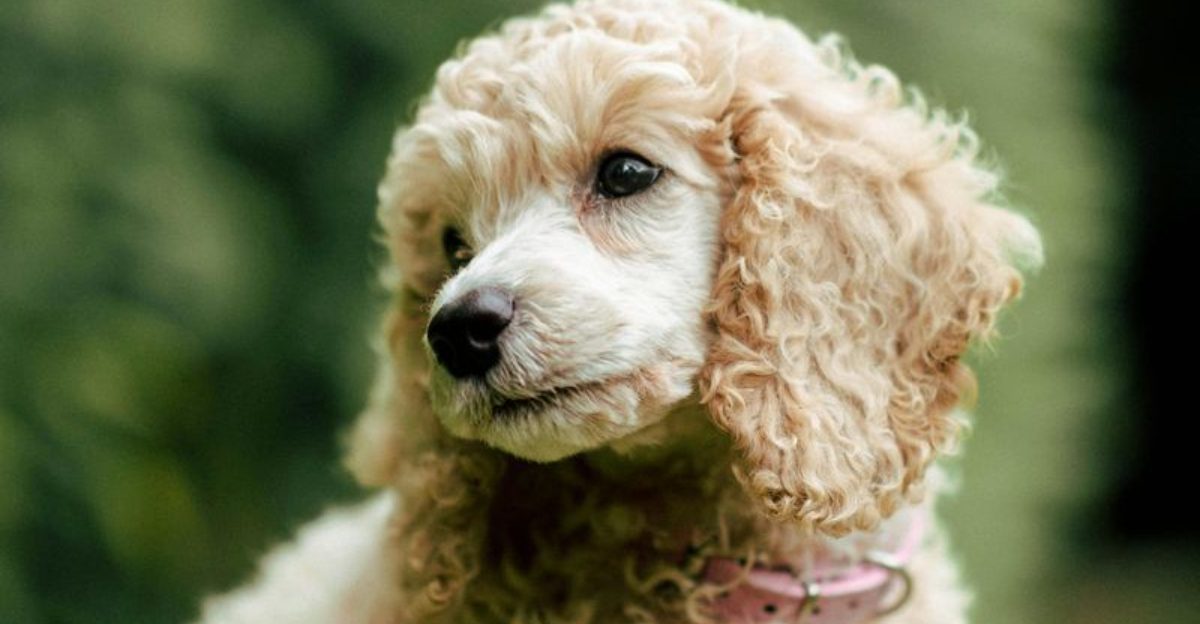 15 deeply loyal dog breeds that take separation harder than most people realize
