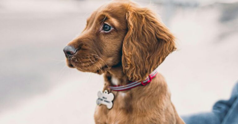 15 dogs that bring mess and joy at the same time dog news