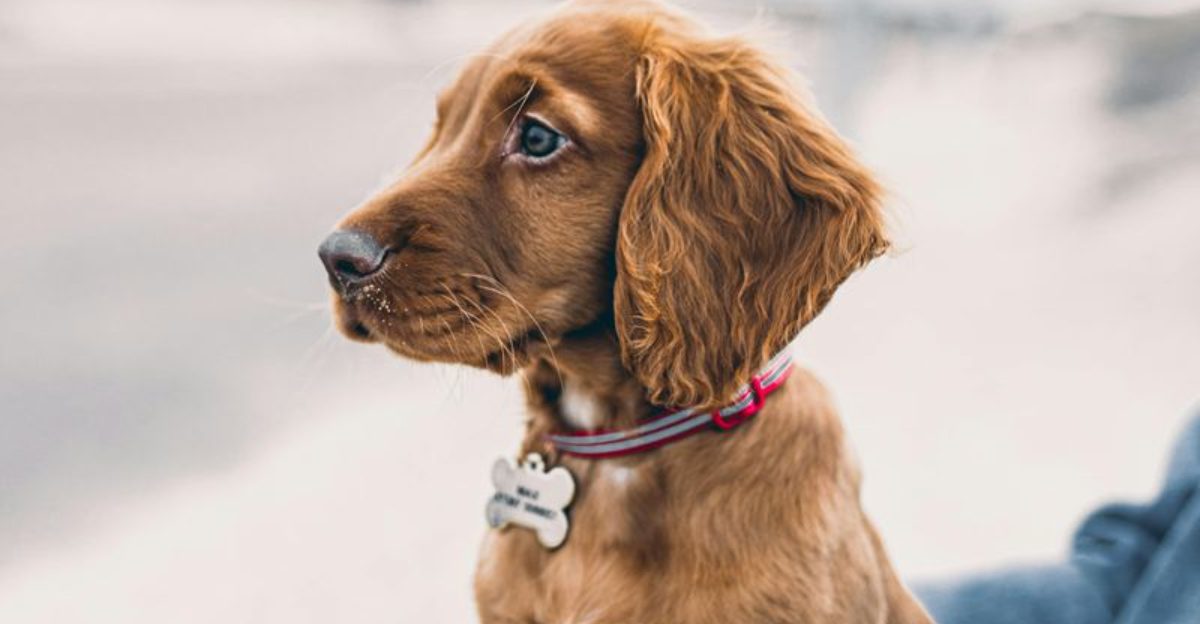 15 dogs that bring mess and joy at the same time