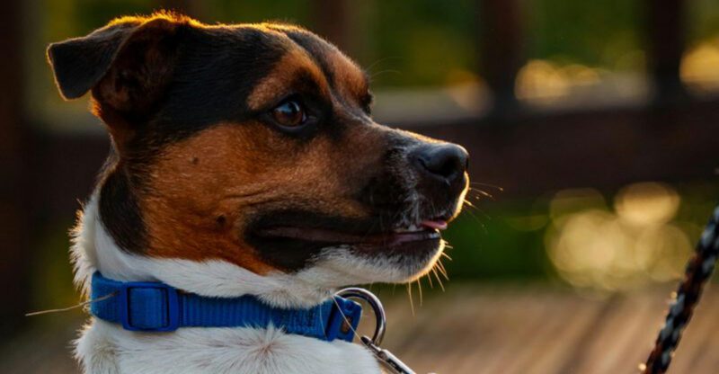 15 dogs that will follow you anywhere your journey takes you