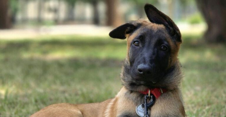 15 fearless dogs with protective instincts owners trust completely dog news