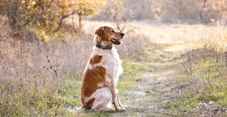 15 hunting dog breeds serious hunters often choose over Labradors dog news