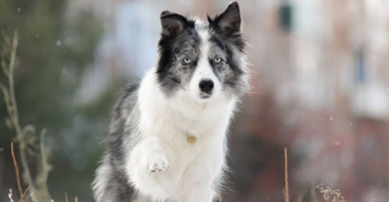 15 legendary ranch dog breeds that earned their place in cowboy history dog news