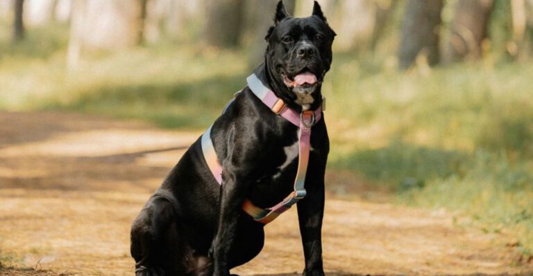 15 massively built dog breeds that look like canine bodybuilders dog news