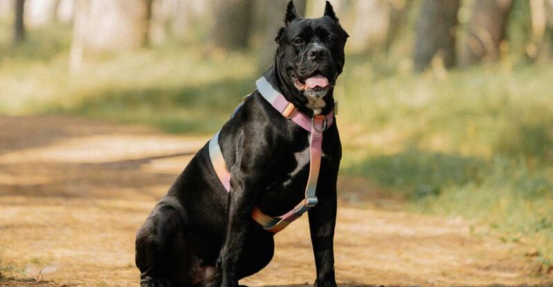 15 massively built dog breeds that look like canine bodybuilders