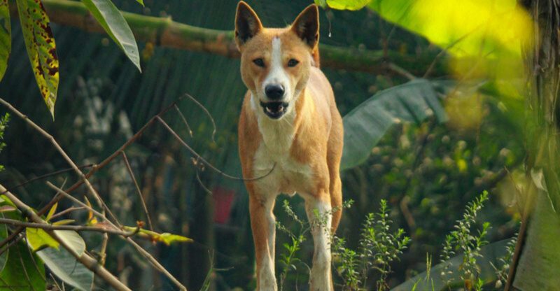 15 mind blowing smells your dog picks up without effort