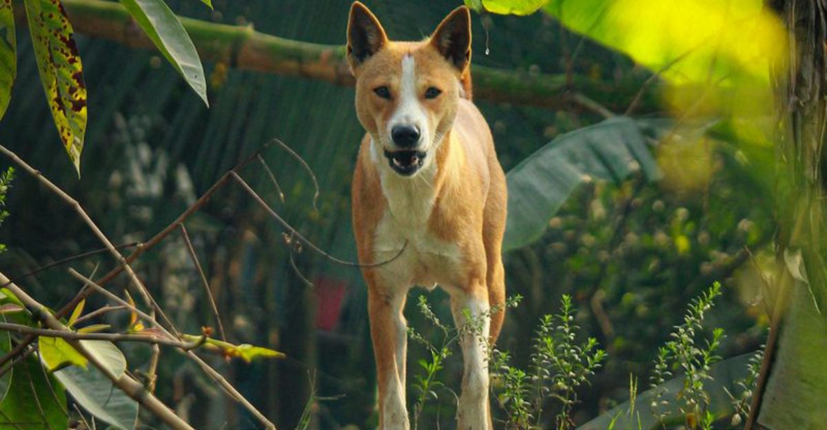 15 mind blowing smells your dog picks up without effort