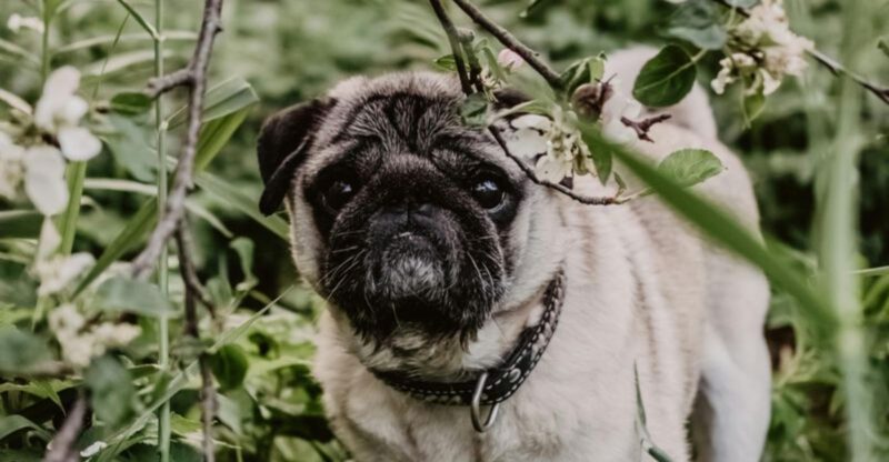 15 perfect dog breeds for a calm and enjoyable life after 55