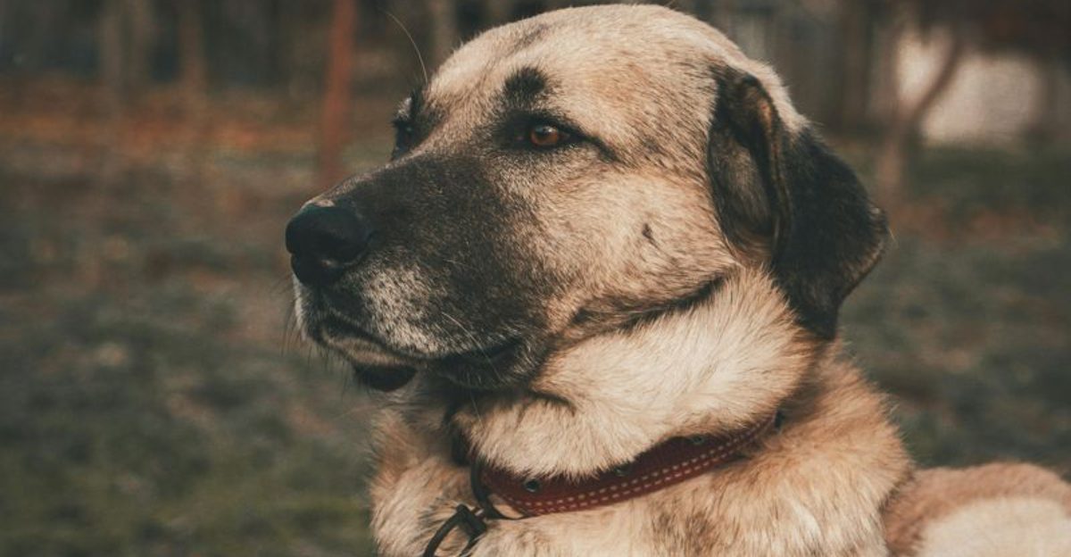 15 powerful dog breeds that combine courage with total obedience