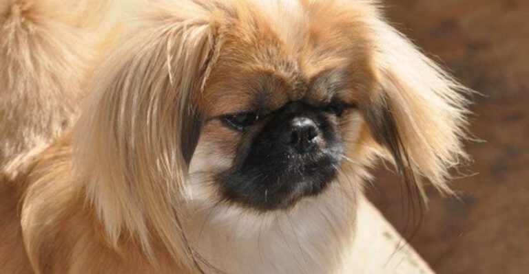 15 tiny companion dogs owners say become the emotional center of the home dog news