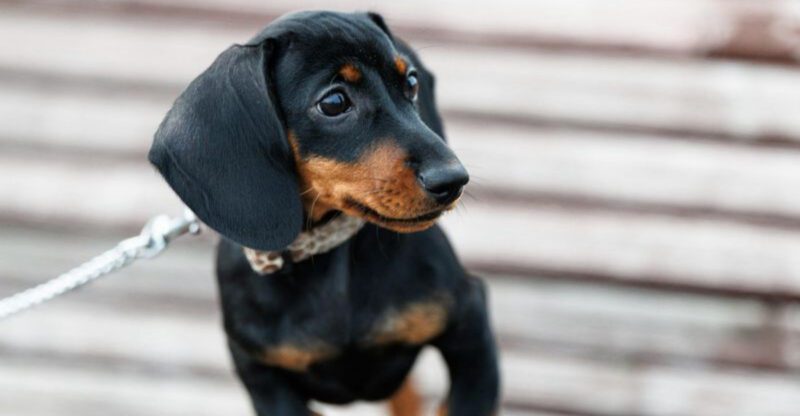 17 dog breeds that are overrated and people are finally starting to admit it plus 3 breeds that are even worse than the hype suggests