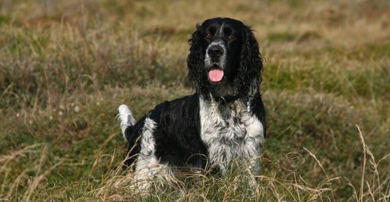 5 dog breeds that challenge owners constantly plus 9 that are easier to train dog news