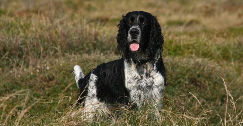 5 dog breeds that challenge owners constantly plus 9 that are easier to train