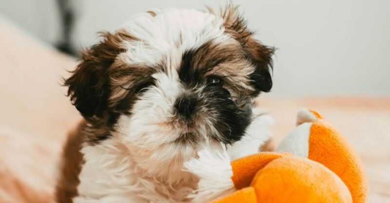 6 massive dogs that can overwhelm your home and 8 that fit anywhere
