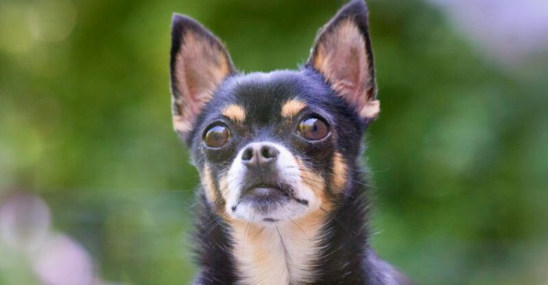 7 little and 7 big dogs that cope better with alone time