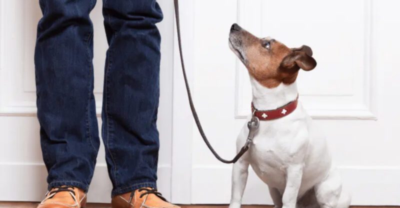 9 beautiful ways dogs show love plus 3 warning signs owners should never ignore