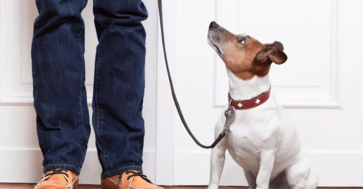 9 beautiful ways dogs show love plus 3 warning signs owners should never ignore