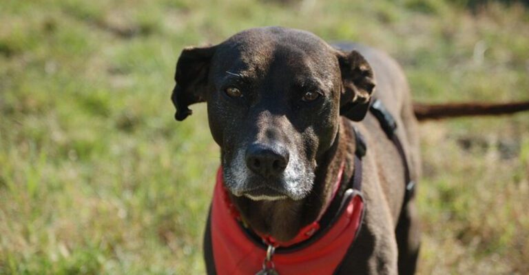 9 unique pit bull mixes with wildly different personalities and appearances dog news