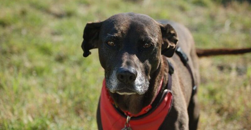 9 unique pit bull mixes with wildly different personalities and appearances