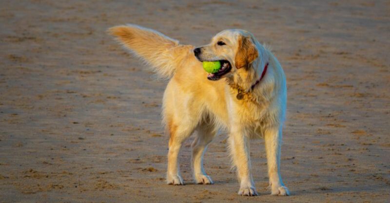 America keeps falling for these 12 dog breeds and its easy to see why